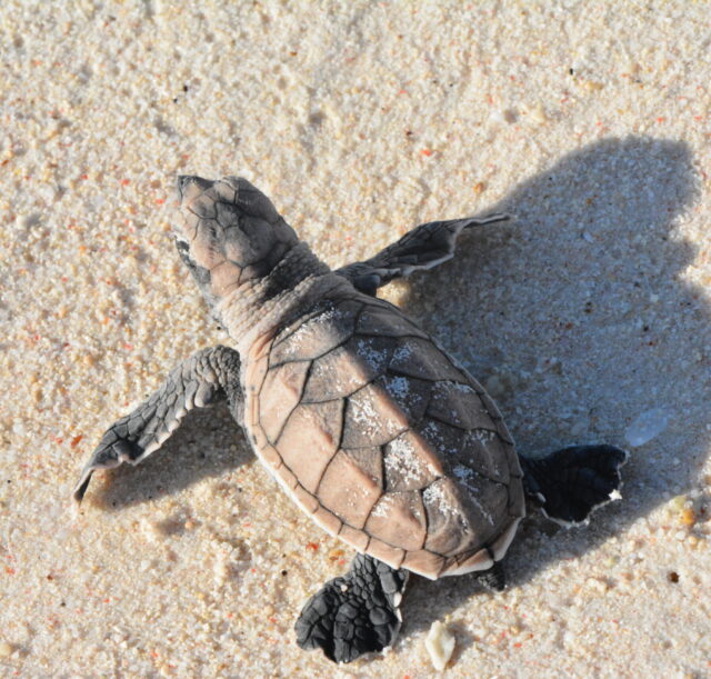 Baby Turtle walks on the beach Baby Turtle walks on the beach