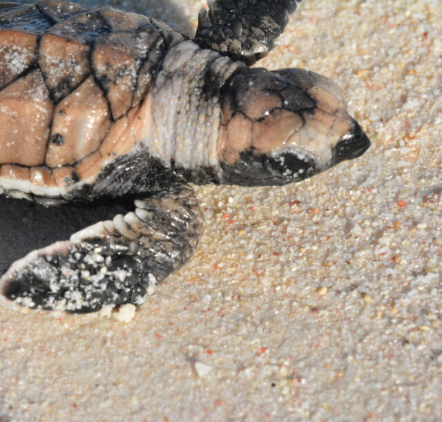 Baby Turtle Baby Turtle