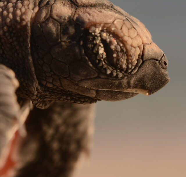 Baby Turtle's face Baby Turtle's face