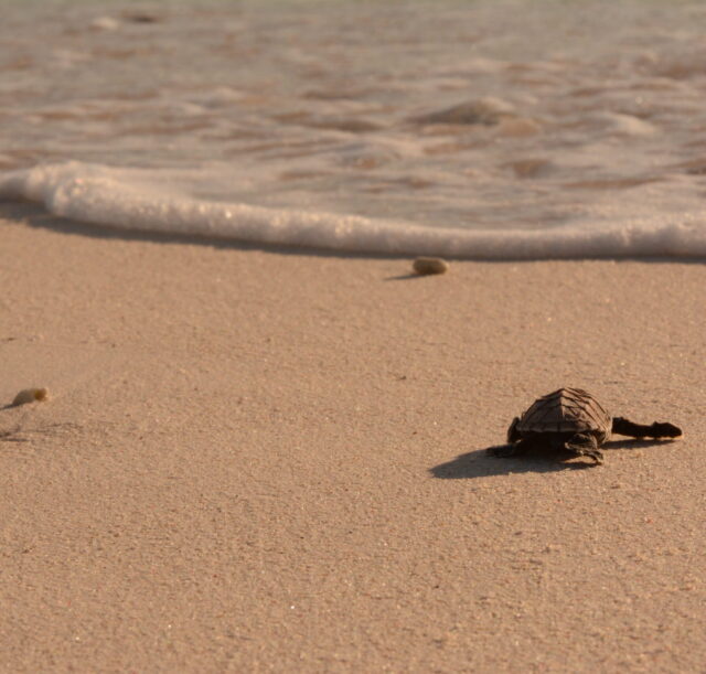 Baby Turtle's face Baby Turtle walks to the beach