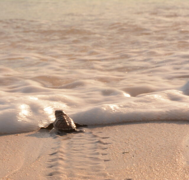 Baby Turtle Goes to the sea Baby Turtle Goes to the sea